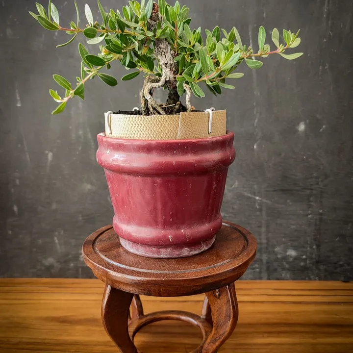 Bonsai Display Stand - Harmony - Meja Bonsai Klasik Kayu