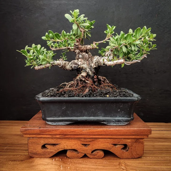 Bonsai Display Stand - Serenity - Meja Bonsai Klasik