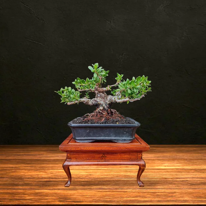 Bonsai Display Stand - Piano - Meja Bonsai Klasik