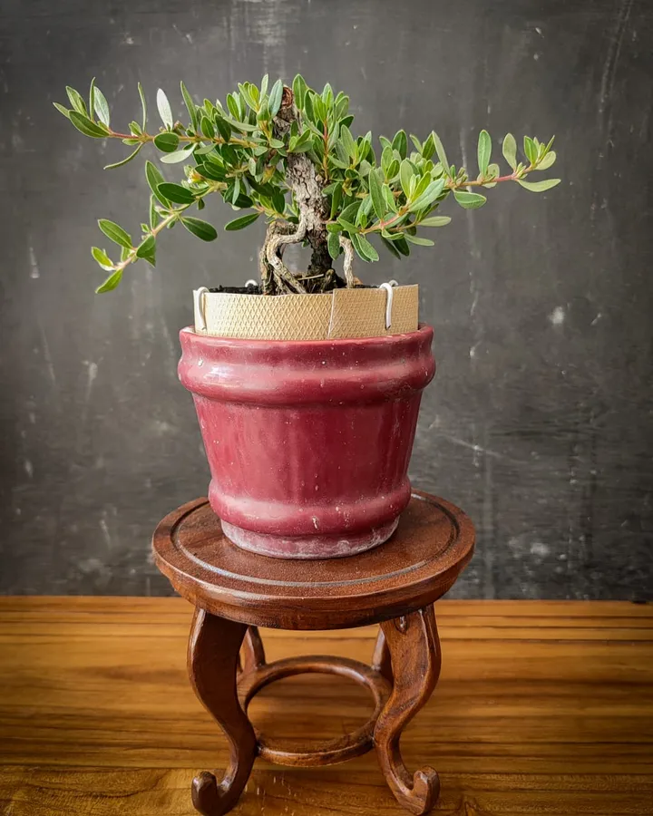 Bonsai Display Stand - Harmony - Meja Bonsai Klasik Kayu