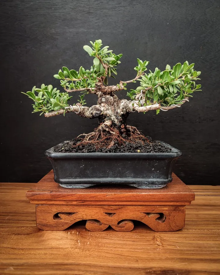 Bonsai Display Stand - Serenity - Meja Bonsai Klasik