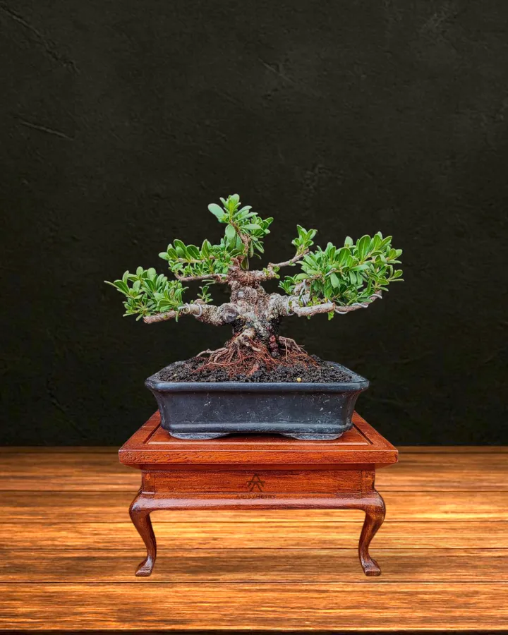 Bonsai Display Stand - Piano - Meja Bonsai Klasik